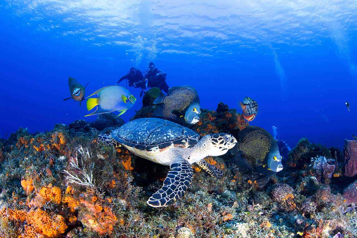 Places to Dive in Mexico