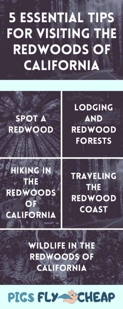 visit the redwoods of california - info