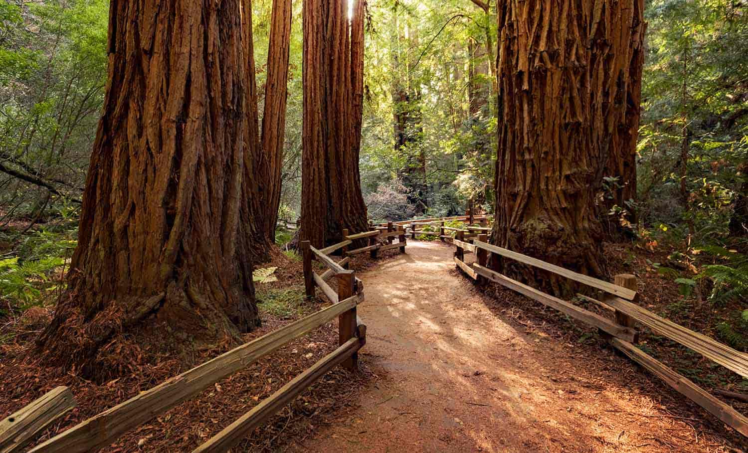 visit the redwoods of california