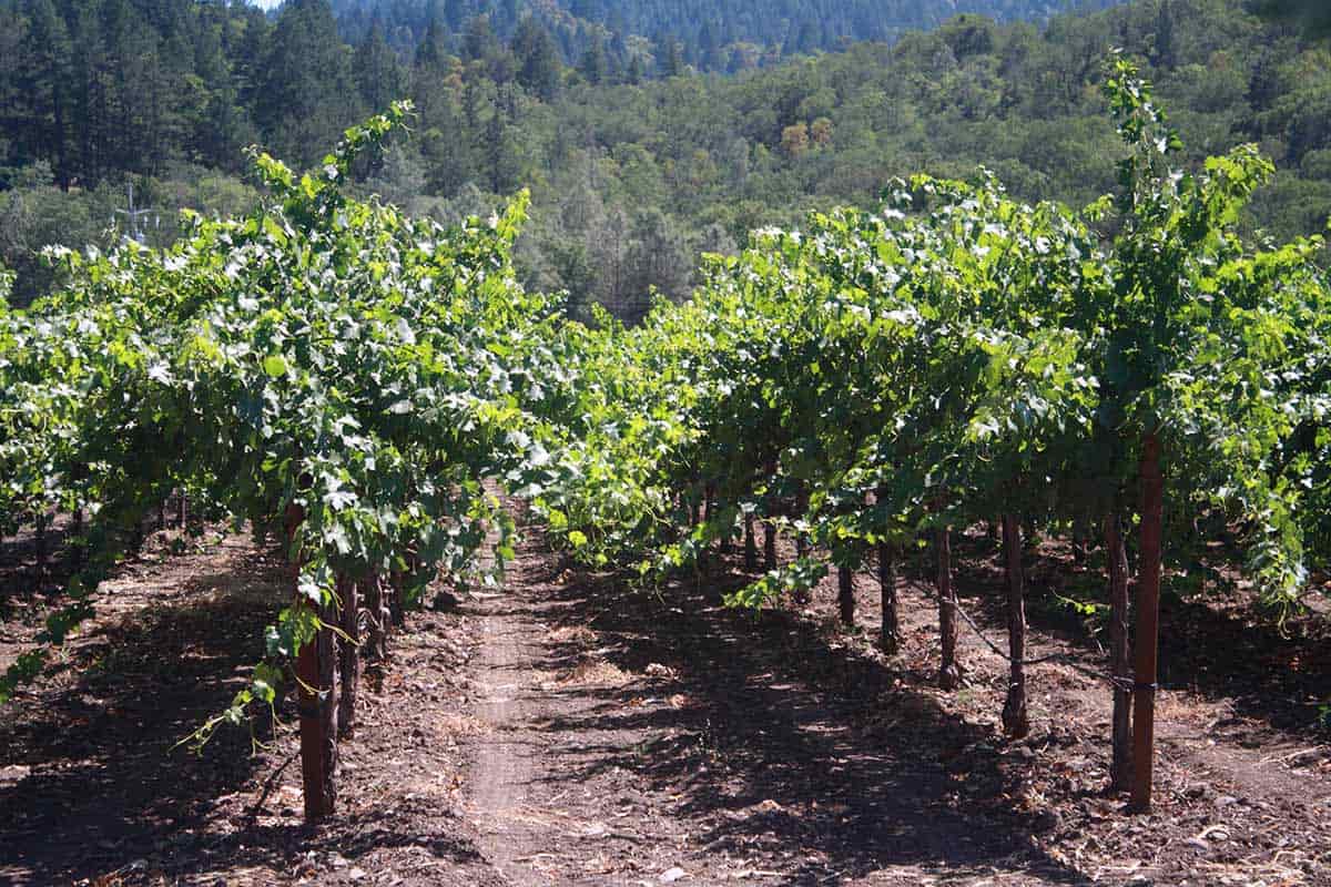 Best Vineyards to Visit in the Napa Valley