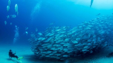 best dive shops in cabo