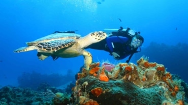 best dive shops in cozumel