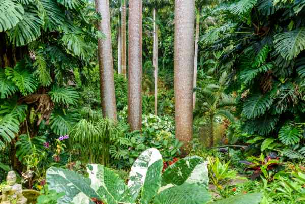 cheap flights to barbados - Andromeda Botanic Gardens
