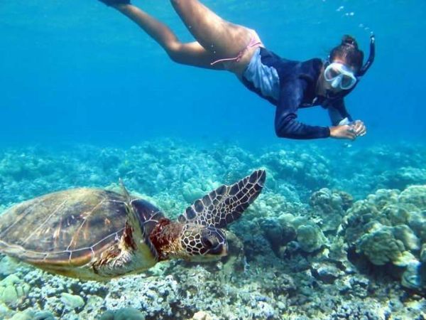Hawaii Turtle Tours - Tour Companies in Hawaii
