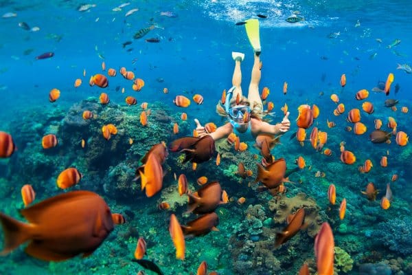 Snorkeling Tour (Maui) - Guided Tours in Hawaii