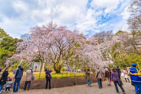 Best Places to Visit in Tokyo - Rikugien Garden